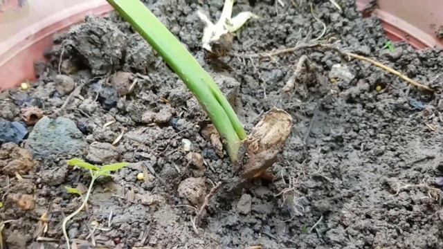 HOW TO PROPAGATE PHILODENDRON GOLDIN CALKINS | DIY | Fel Pacs смотреть онлайн