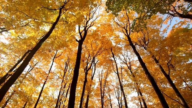 ? Успокаивающая музыка для нервов ? лечебная музыка для сердца, релакс, музыка для души смотреть онлайн