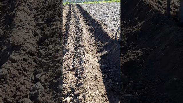 Борозда под картофель сошкой мотоблок Ока смотреть онлайн