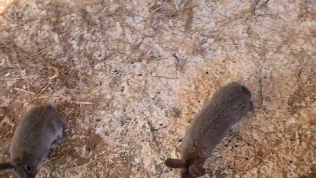 Кроликалипсис? Кролапс? Кролмагеддон в Доме Зайца смотреть онлайн