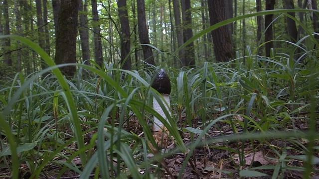 Сначала было яйцо смотреть онлайн