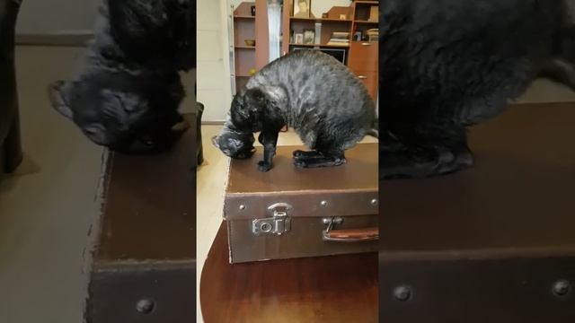 УНИКАЛЬНАЯ ПОРОДА КОРНИШ-РЕКС!!! НИКОГДА НЕ БУДЕТ СКУЧНО!!! смотреть онлайн