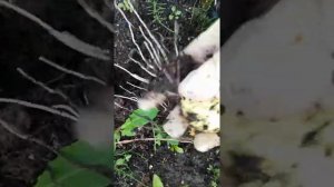 Лук шалот семейный из Казани (сорт 3)