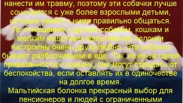 мальтийская болонка описание породы содержание и уход смотреть онлайн