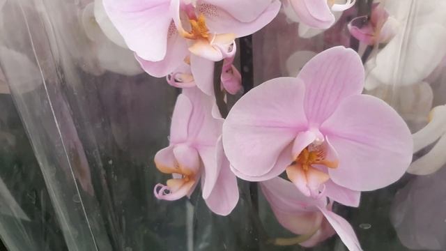 28.04. 2021г. Обзор орхидей в садовом центре Планета лета. смотреть онлайн
