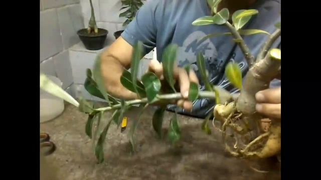 11- PODAS E REPLANTIU DE RAÍZES ESCULTURAL 1 DE RD. смотреть онлайн