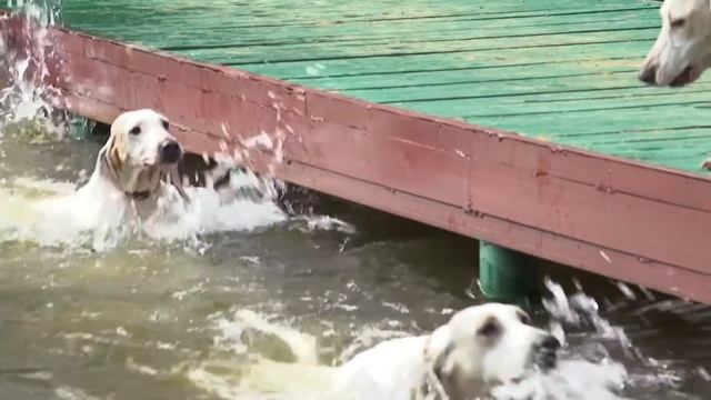 Фарфоровая гончая - Порселен - Porcelaine смотреть онлайн