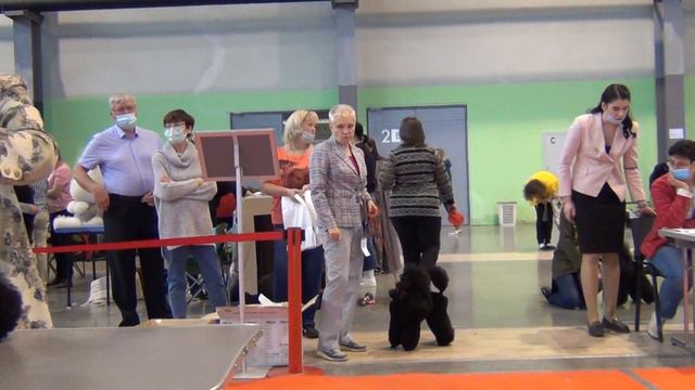 166  Моно пуделей 11.10.2020,  LUCKY PERFECT PLEASANT TALE