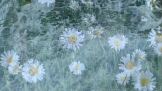 Цветы для Надежды! смотреть онлайн