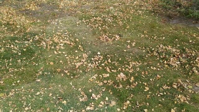 "Как взмах ресниц..." Авторское стихотворение Инги Дмитриевой- Гвоздь смотреть онлайн