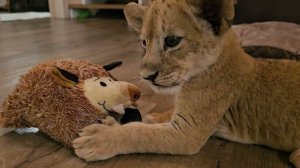 Симба и Пумба))) Победа научилась играть)))