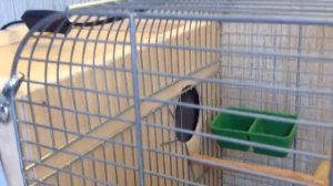 3/4 Обзор клетки и гнезда для разведения попугаев корелл. Что важно. Советы бывалого заводчика