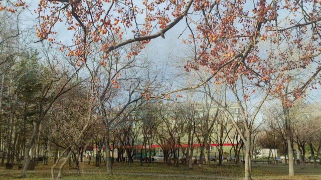 Южный Урал. Магнитогорск. Ул. им. Газеты Правда. 2 ноября 2023 г. смотреть онлайн