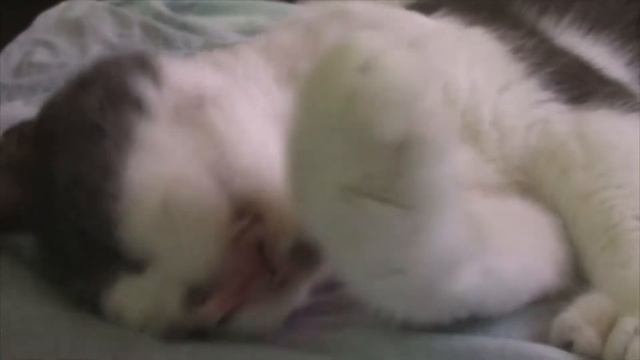 WELCOME TO PET ADVENTURES! смотреть онлайн