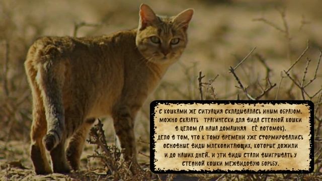 Почему моя кошка всегда пытается спать рядом со мной Why is my cat sleeping next to me смотреть онлайн