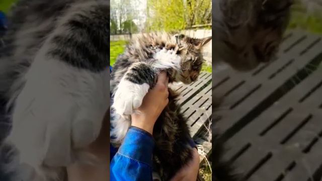 Огромный мейн-кун навестил нас во время работы. Настоящий гигант! Очень дружелюбный #мейнкун #котик смотреть онлайн