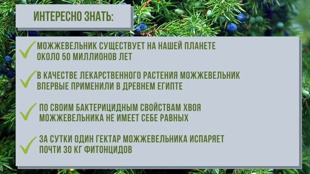 О можжевельниках смотреть онлайн