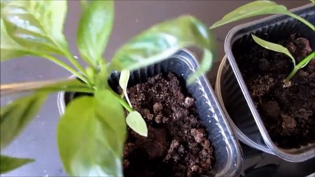 Скручиваются и сохнут листья перца - пытаюсь спасти рассаду + прищипываю рассаду перцев