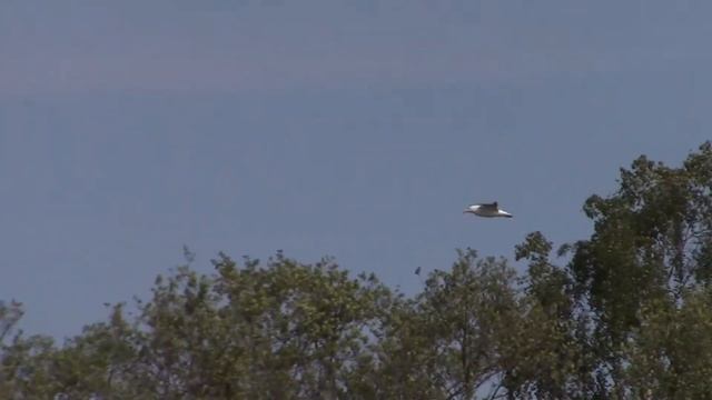 Merilokki (Larus Marinus)