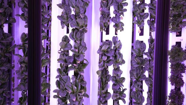 The Future of Farm to Table: LED Indoor Gardens - Grow + Gather & Kind LED Grow Lights Case Study смотреть онлайн