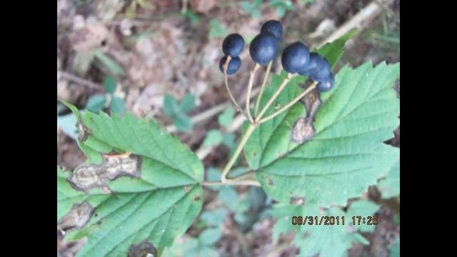 Maple-leaved Viburnum ( Viburnum acerifolium ) смотреть онлайн