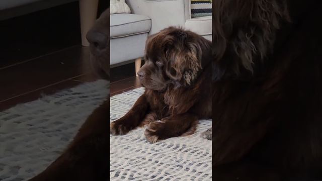 Любителям кошек - МУРЧИМКА