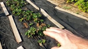 Размножаю клубнику делением куста.