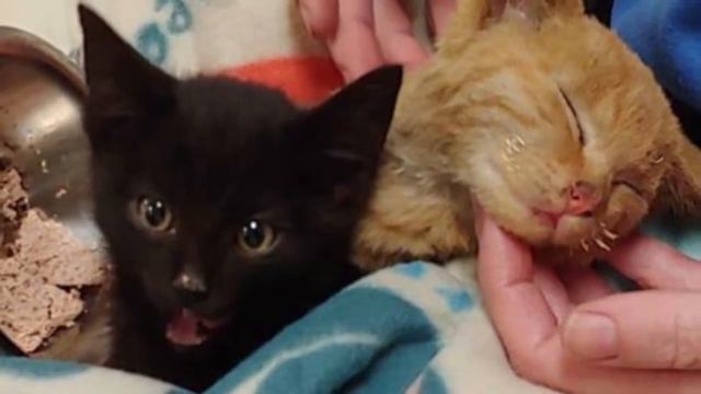 Котёнок прикрыл собой брата в разгар лесного пожара и продолжал делать это даже после спасения… смотреть онлайн