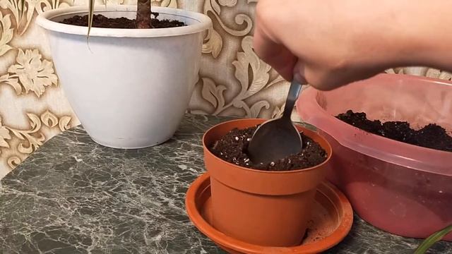 Драцена. Уход и размножение