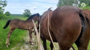 Знакомство жеребенка с другими лошадьми!запрошую оцінити склад Ясміни,Аіши і Роккі!