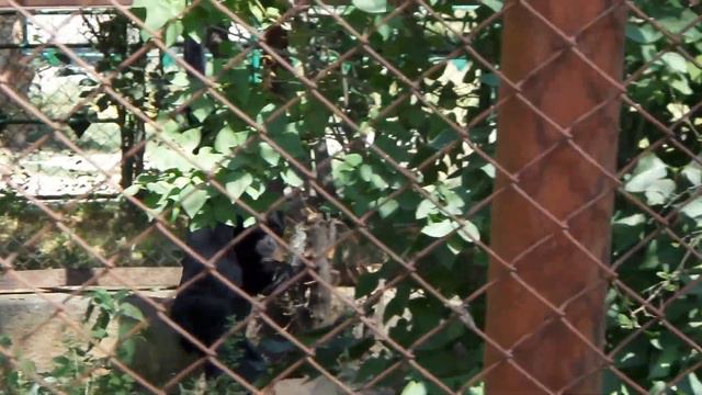 Обезьяны. Зоопарк. Обезьяна в зоопарке прячется. Monkeys. Zoo. Monkey in the zoo hides. смотреть онлайн