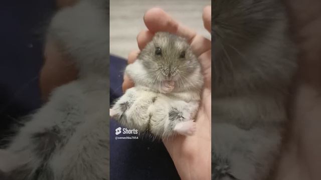 Хомяк сидит смотреть онлайн