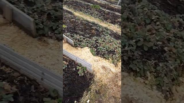 Как зимуют хризантемы в Ленинградской области смотреть онлайн