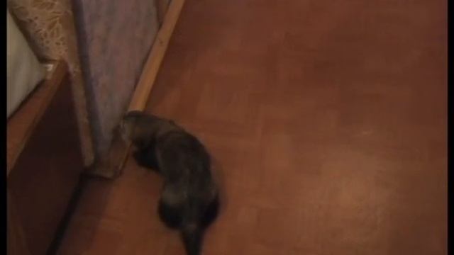 Это что за зверёк? - Просто ХОРЁК смотреть онлайн