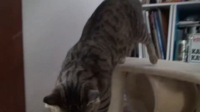 PJ580 샘플영상 - 고양이 смотреть онлайн