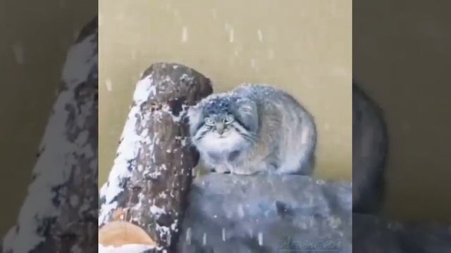 Манул. #кошки#животные#манул смотреть онлайн