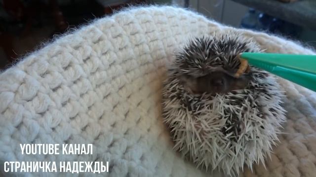 Карликовый африканский ежик ест червячков смотреть онлайн