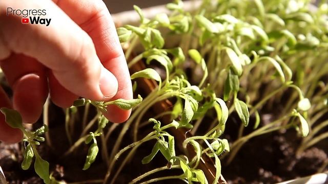 Рассада огурцов будет низенькой и мощной! Быстро Предотвращаем Вытягивание Рассады Огурцов! смотреть онлайн