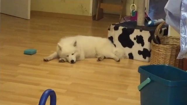 Сон /Японский шпиц / щеночек / мой самый лучший смотреть онлайн
