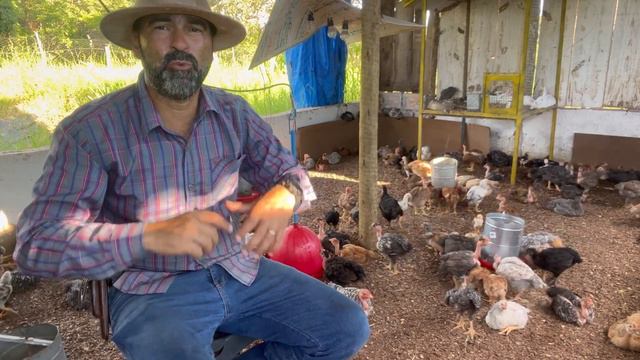 MINHAS TÉCNICAS PARA LUCRAR CRIANDO FRANGO CAIPIRA | R$ 20,00 DE LUCRO POR CABEÇA | VC PODE FAZER смотреть онлайн