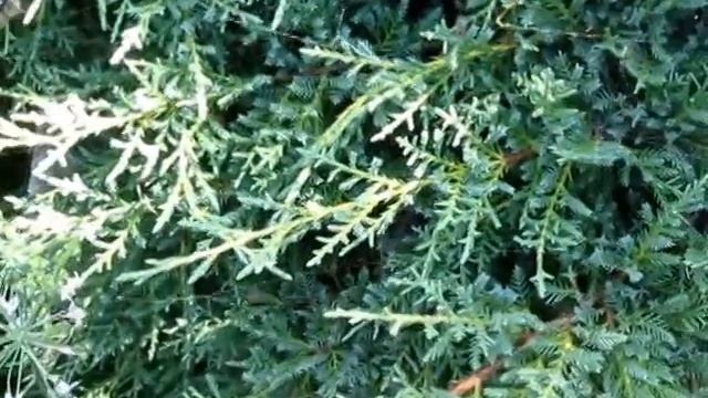 Паук крестовик. Эпизод из жизни! Episode in the life! смотреть онлайн