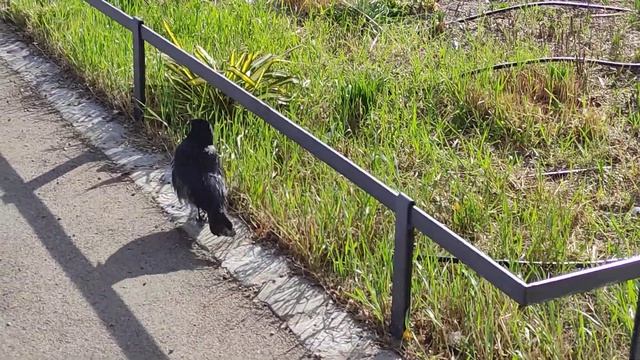 Ворона издаёт необычные звуки | Crow sounds смотреть онлайн