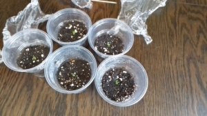 Бакопа. Обзор всходов бакопы. Уход за сеянцами бакопы