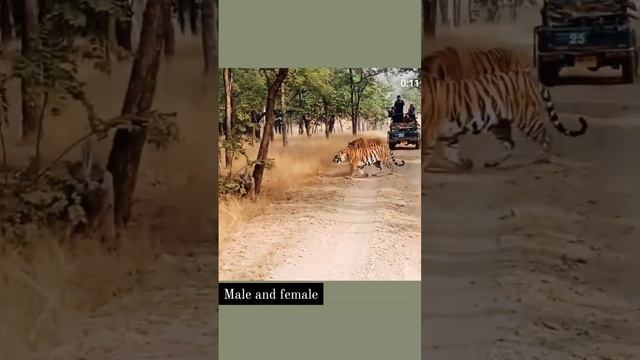 #tiger #india #cats #ink #animal #tattoos #honda #wildlife #yamaha #king #wild #wildlifephotography смотреть онлайн