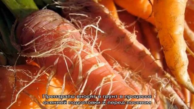 Причины, почему морковь мягкая в земле и что с этим делать