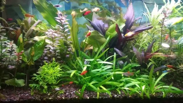 карликовый болотный рак. Едят погибшую рыбку. смотреть онлайн