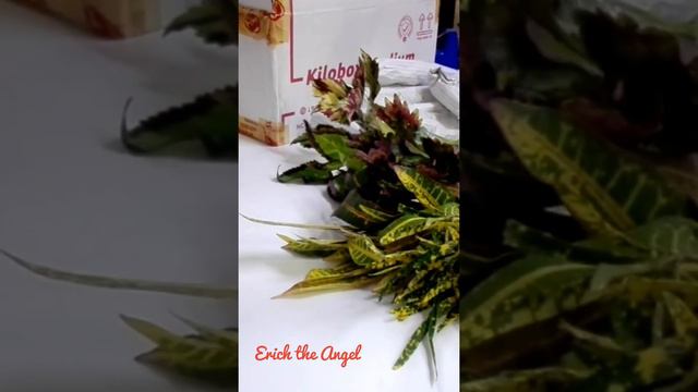 Unboxing Mayana & Crotons from Cavite to Valenzuela via LBC смотреть онлайн