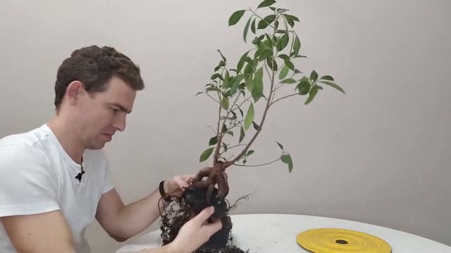 Бонсай на скелі. 1 серія. Посадка фікуса на камінь (фікус гінсенг) смотреть онлайн