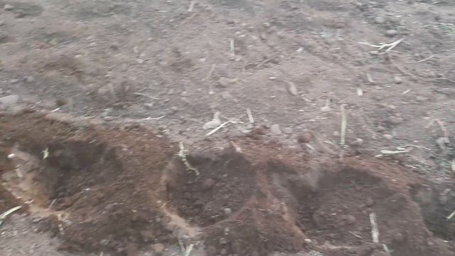 plantación de astromelias amarillo pato смотреть онлайн