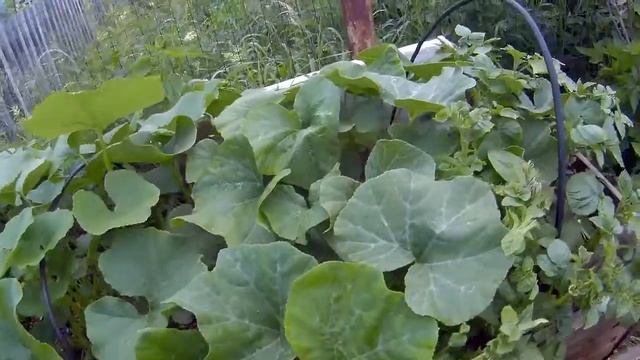 Выращивание тыквы на компосте дача под Архангельском смотреть онлайн